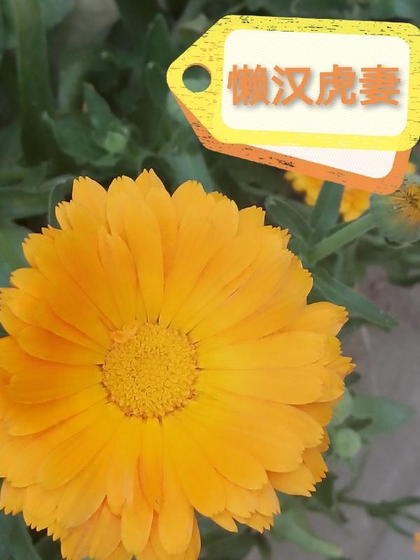 懒汉找好妻
