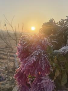 花开花落意从容全诗