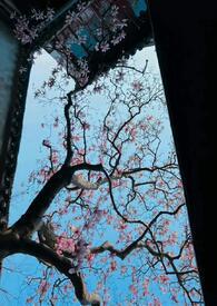 公主 男宠文