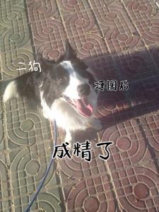 里面主角是二狗的