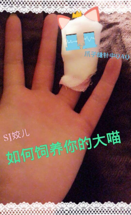 论如何饲养你的大喵第50章